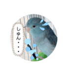 マメルリハのリル16（個別スタンプ：4）