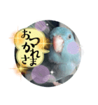 マメルリハのリル16（個別スタンプ：5）