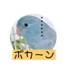 マメルリハのリル16（個別スタンプ：6）