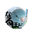 マメルリハのリル16（個別スタンプ：7）