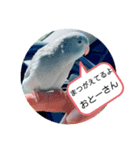 マメルリハのリル16（個別スタンプ：8）