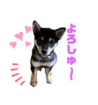 こたろーこたろーー（個別スタンプ：1）