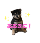 こたろーこたろーー（個別スタンプ：5）