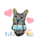 猫スタンプ❤️キジトラ❤️ミケ❤️（個別スタンプ：2）