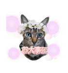 猫スタンプ❤️キジトラ❤️ミケ❤️（個別スタンプ：3）