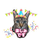 猫スタンプ❤️キジトラ❤️ミケ❤️（個別スタンプ：4）