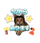 猫スタンプ❤️キジトラ❤️ミケ❤️（個別スタンプ：5）