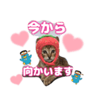 猫スタンプ❤️キジトラ❤️ミケ❤️（個別スタンプ：7）