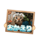 猫スタンプ❤️キジトラ❤️ミケ❤️（個別スタンプ：11）