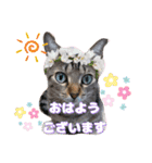 猫スタンプ❤️キジトラ❤️ミケ❤️（個別スタンプ：12）