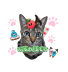 猫スタンプ❤️キジトラ❤️ミケ❤️（個別スタンプ：14）
