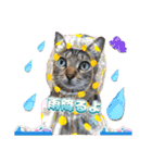 猫スタンプ❤️キジトラ❤️ミケ❤️（個別スタンプ：16）
