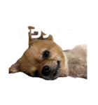 クマとタラの日常（個別スタンプ：4）
