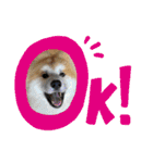 秋田犬ふふ村の迷言（個別スタンプ：2）
