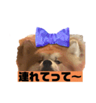 秋田犬ふふ村の迷言（個別スタンプ：17）
