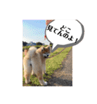 秋田犬ふふ村の迷言（個別スタンプ：20）