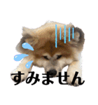 秋田犬ふふ村の迷言（個別スタンプ：22）