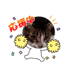 きゃらぶき（個別スタンプ：3）