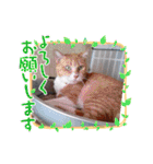 きゃらぶき（個別スタンプ：6）