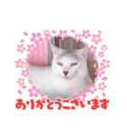 きゃらぶき（個別スタンプ：7）