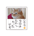 きゃらぶき（個別スタンプ：12）