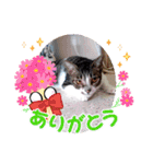 きゃらぶき（個別スタンプ：14）