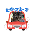 きゃらぶき（個別スタンプ：16）