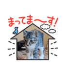 きゃらぶき（個別スタンプ：17）