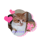 きゃらぶき（個別スタンプ：31）