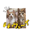 きゃらぶき（個別スタンプ：34）