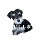 シュナウザーのししまろ（個別スタンプ：2）