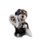 シュナウザーのししまろ（個別スタンプ：3）
