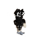 シュナウザーのししまろ（個別スタンプ：4）