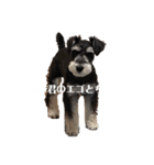 シュナウザーのししまろ（個別スタンプ：6）