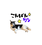 MIX犬★食いしん坊くぅの日常2（個別スタンプ：7）