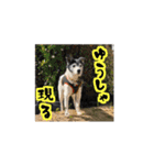 MIX犬★食いしん坊くぅの日常2（個別スタンプ：28）