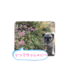 パグの歳三ドラゴンタイガー2（個別スタンプ：16）