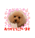 トイプードル2〈日常〉よく使う言葉（個別スタンプ：1）
