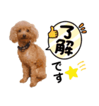 トイプードル2〈日常〉よく使う言葉（個別スタンプ：10）