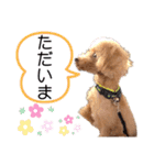 トイプードル2〈日常〉よく使う言葉（個別スタンプ：16）