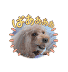 トイプードル2〈日常〉よく使う言葉（個別スタンプ：20）