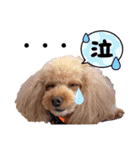 トイプードル2〈日常〉よく使う言葉（個別スタンプ：23）