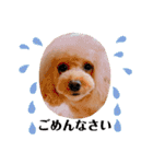 トイプードル2〈日常〉よく使う言葉（個別スタンプ：24）