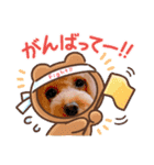 トイプードル2〈日常〉よく使う言葉（個別スタンプ：31）