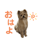 愛犬ぽこの日常です（個別スタンプ：1）