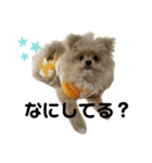愛犬ぽこの日常です（個別スタンプ：2）