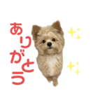 愛犬ぽこの日常です（個別スタンプ：3）