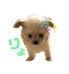 愛犬ぽこの日常です（個別スタンプ：4）