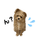 愛犬ぽこの日常です（個別スタンプ：5）