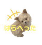 愛犬ぽこの日常です（個別スタンプ：6）